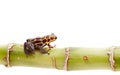 Poison dart frog isolated Royalty Free Stock Photo