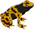 Poison dart frog isolated on white background