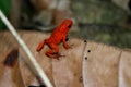 Poison Dart Frog on a Leaf Royalty Free Stock Photo