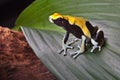 Poison dart frog on leaf in amazon rain forest