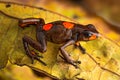 Poison dart frog, Oophaga histrionica Royalty Free Stock Photo