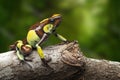 Poison dart frog, Oophaga histrionica