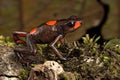 Poison dart frog Oophaga histrionica red bulls eye Royalty Free Stock Photo