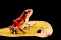 Poison dart frog Oophaga pumilio Royalty Free Stock Photo