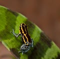 Poison dart frog poisonous animal of amazon jungle Royalty Free Stock Photo