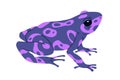 Poison dart frog of purple color. Exotic amphibian reptile. Tropical violet toxic froglet with spots. South American