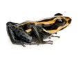 Poison Dart Frog - ranitomeya amazonica or Dendrob