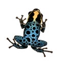 Poison Dart Frog - ranitomeya amazonica or Dendrob