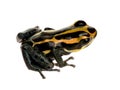 Poison Dart Frog - ranitomeya amazonica or Dendrob