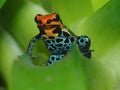 Poison dart frog Ranitomeya amazonica Iquitos on bromelia Royalty Free Stock Photo