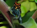 Poison dart frog Ranitomeya amazonica Iquitos on bromelia