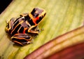 Poison dart frog Ranitomeya fantastica