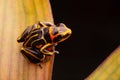 Poison dart frog, Ranitomeya fantastica striped morph