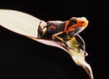 Poison dart frog Ranitomeya imitator