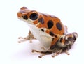 Poison dart frog from Red Frog Beach Royalty Free Stock Photo
