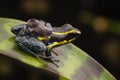 Poison dart frog tadpoles