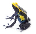 Poison dart frog tropical exotic amphibian isolated