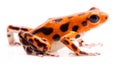 Poison dart frog,. Tropical poisonous orange rain forest animal, Oophaga pumilio