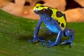 Poison dart frog vivid colors amphibian Royalty Free Stock Photo