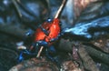 Poison Dart Frogs Royalty Free Stock Photo