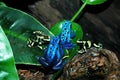 Poison Dart Frogs