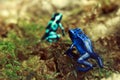 Poison Dart Frogs Royalty Free Stock Photo