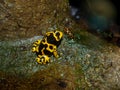 Poison Dart Frogs Royalty Free Stock Photo