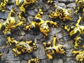 Poison dart frogs