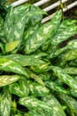 Poison dart plant or Aglaonema Commutatum plant in Saint Gallen in Switzerland