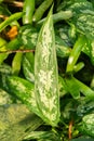 Poison dart plant or Aglaonema Commutatum plant in Saint Gallen in Switzerland