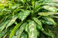 Poison dart plant or Aglaonema Commutatum plant in Saint Gallen in Switzerland