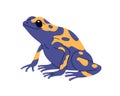 Poison dart tree frog of yellow and blue color. Toxic exotic amphibian reptile. Tropical froglet with spots. Amazon wild