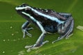 Poison frog