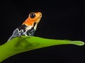 Poison frog Royalty Free Stock Photo