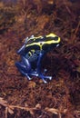 Poison Frog