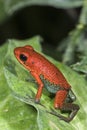 Poison Frog Royalty Free Stock Photo