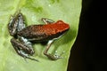 Poison frog