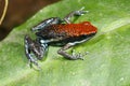 Poison Frog