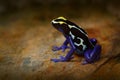 Poison frog, blue frog in tropic nature. Blue and yellow Amazon Dyeing Poison Frog, Dendrobates tinctorius, wildlife habitat. Wild