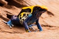 Poison frog Dendrobates tinctorius