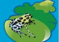 Poison frog on waterlily Royalty Free Stock Photo