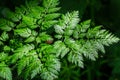 Poison hemlock leaf Conium maculatum up close macro carrot family apiaceae