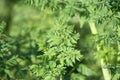 Poison hemlock leaves closeup view with selective focus background