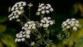 Poison Hemlock