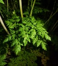 Poison Hemlock Plant in Backyard