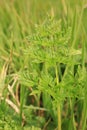 Poison Hemlock plant in Forncett St Mary