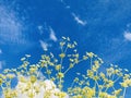 Poison hemlock, with blue sky, and white clouds background.