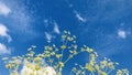 Poison hemlock, with blue sky, and white clouds background.