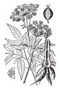 Poison Hemlock vintage illustration