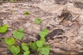 Poison ivy near a river bank, Virginia